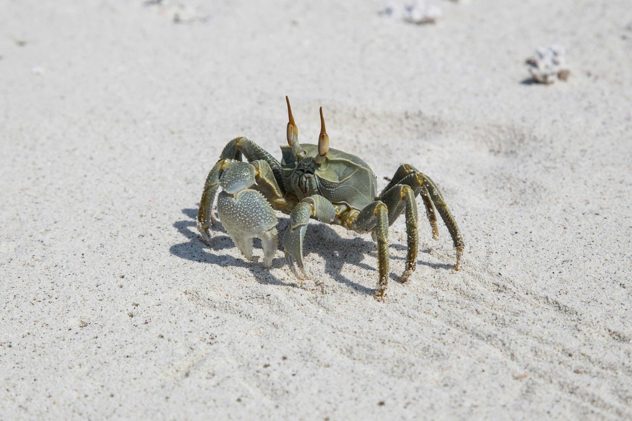 e2e-crab