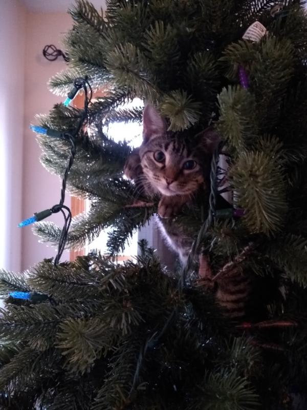 cat on treeee